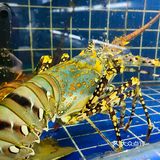 海口海鲜｜望海楼隔壁‼️竟然可以吃到新鲜现捞海鲜🐟
