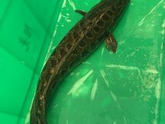 -龙继斑鱼庄(犀浦店)