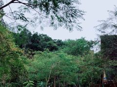 -野象谷景区