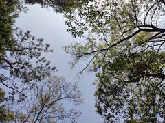 -风云岭森林公园