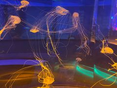 -上海海昌海洋公园