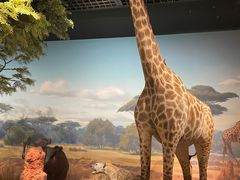 -陕西自然博物馆