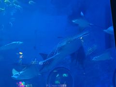 -烟台海昌鲸鲨海洋公园