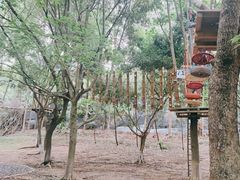 -东莞市大岭山森林公园