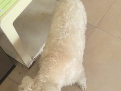 -艾贝尔宠物医院·狂犬免疫点(江山金象城店)