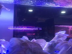 -中环花鸟鱼虫市场