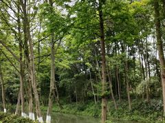 -桤木河湿地公园