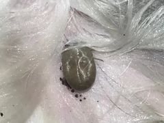 -北京观赏动物医院·24小时大型综合·猫专科·异宠专科