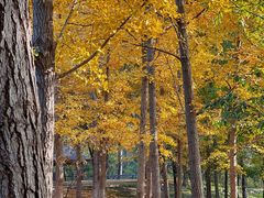 -大兴滨河森林公园