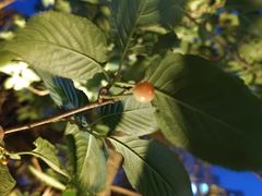 -不倒翁·徽天下名菜楼(马鞍山路店)