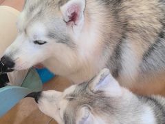 -Let's go狗咖·猫咖·奶狗·桌游(春熙路IFS店)