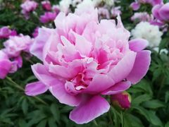 -长春公园(普阳街道)