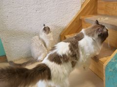 -猫在这儿猫咪咖啡馆·撸猫馆