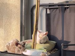 -琪喵猫屋·撸猫猫咖·猫舍