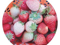 -田趣农庄草莓采摘园