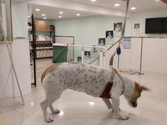 -佳雯宠物医院(四明中路分院)