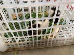 -马陆小张葡萄园农家乐