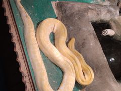 -上海大自然野生昆虫馆(东方明珠·爬宠昆虫探索中心)
