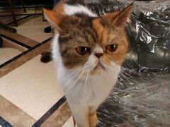 -猫色咖啡·猫咖