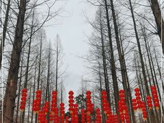 -东平国家森林公园