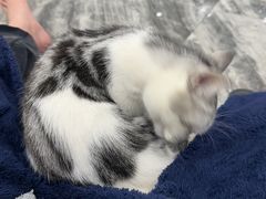 -谐和益家动物医院·免疫绝育·血液透析·宠保定点医院(高新伊藤分院)