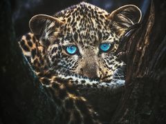 -罗红摄影艺术馆