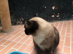 -猫咪博物馆(顶澳仔猫街店)