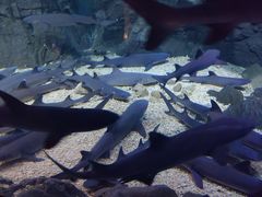 -烟台海昌鲸鲨海洋公园
