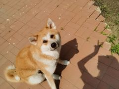 -宠爱国际动物医院· 猫科· 外科·中兽医(长白店)