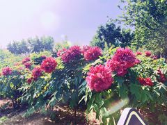 -曹州牡丹园