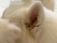 -怪兽屋·羊驼·猫咖·狗咖(俊华广场店)