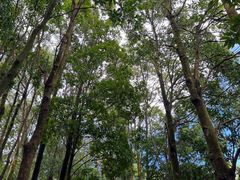 -梧桐山风景名胜区