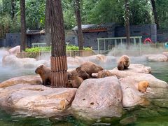 -北京野生动物园