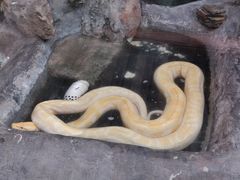 -上海大自然野生昆虫馆(东方明珠·爬宠昆虫探索中心)