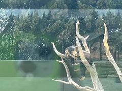 -上海野生动物园