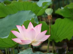 -荔湾湖公园
