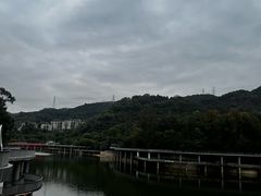 -银湖山郊野公园-相思林