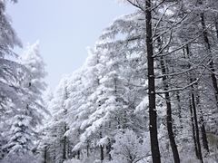 -朝阳沟