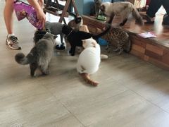 -猫咪咖啡·猫咖(万达广场店)