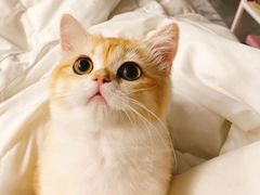 -萌宠之家·腊肠犬·马尔泰·小体犬舍