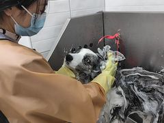-达爱动物医院·犬猫分区·CT·复杂眼科(远洋山水分院)