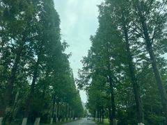 -平湖九龙山旅游度假区