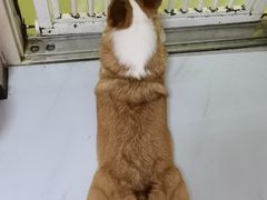 -我爱猫咪·猫咖·狗咖·安哥拉兔·羊驼咖(小寨华旗店)