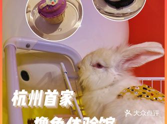 杭州首家巨兔体验馆少女心溢出屏幕啦