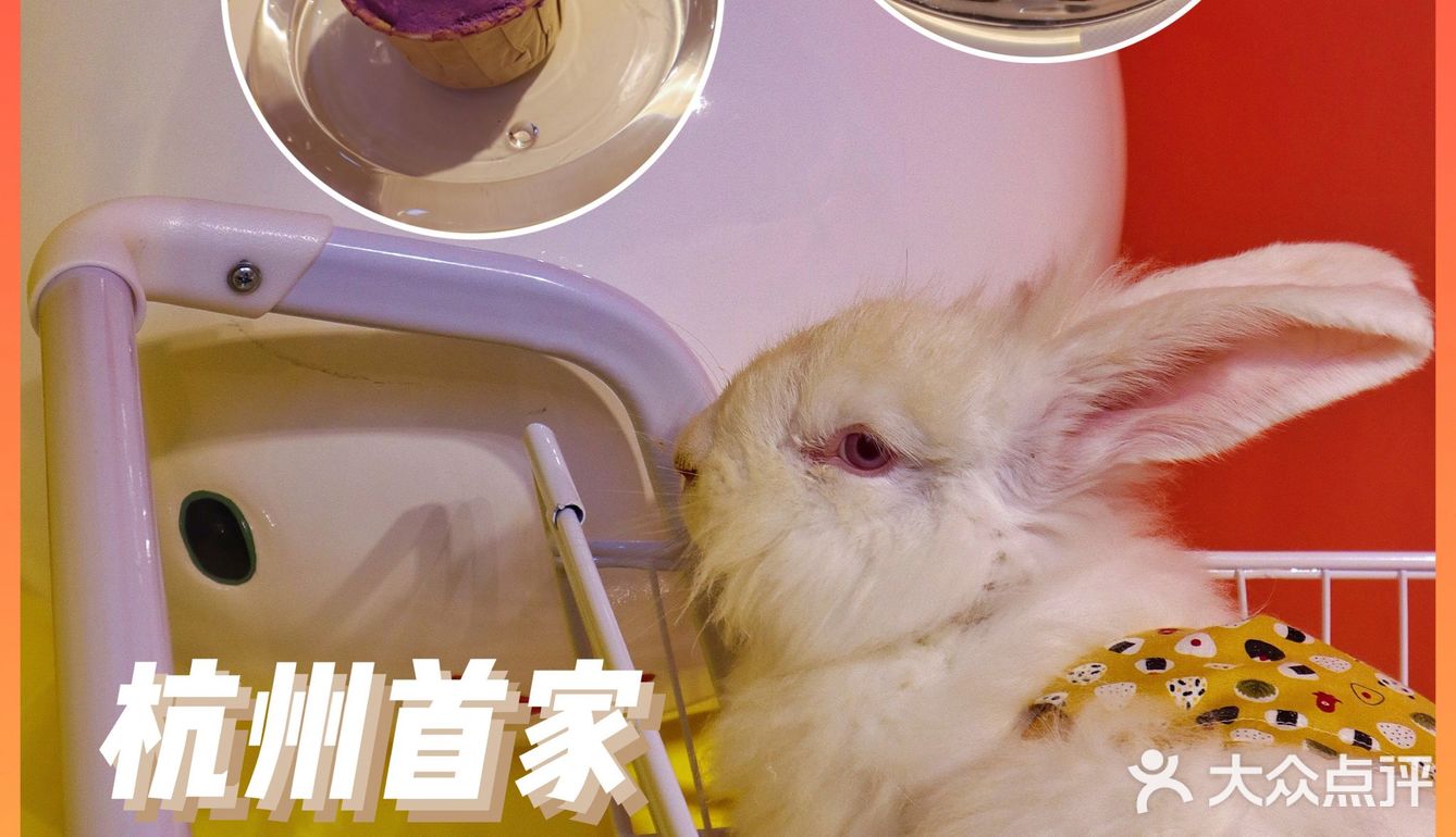 杭州首家巨兔体验馆🐰少女心溢出屏幕啦💗