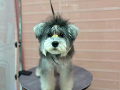 -FAELING PETS美天灵宠物(合生汇店)