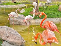 -灵玲国际马戏城