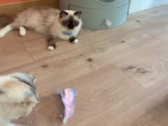 -Bastet sally猫舍购宠(静安店)