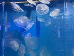 -厦门海底世界