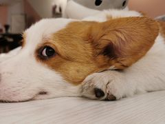 -浣熊柯尔鸭土拨鼠·电玩咖
